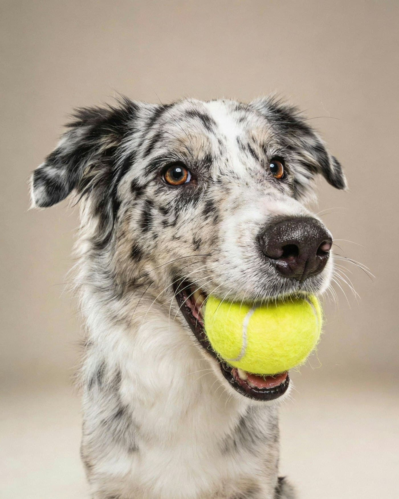 Merle dog holding a tennis ball in its mouth